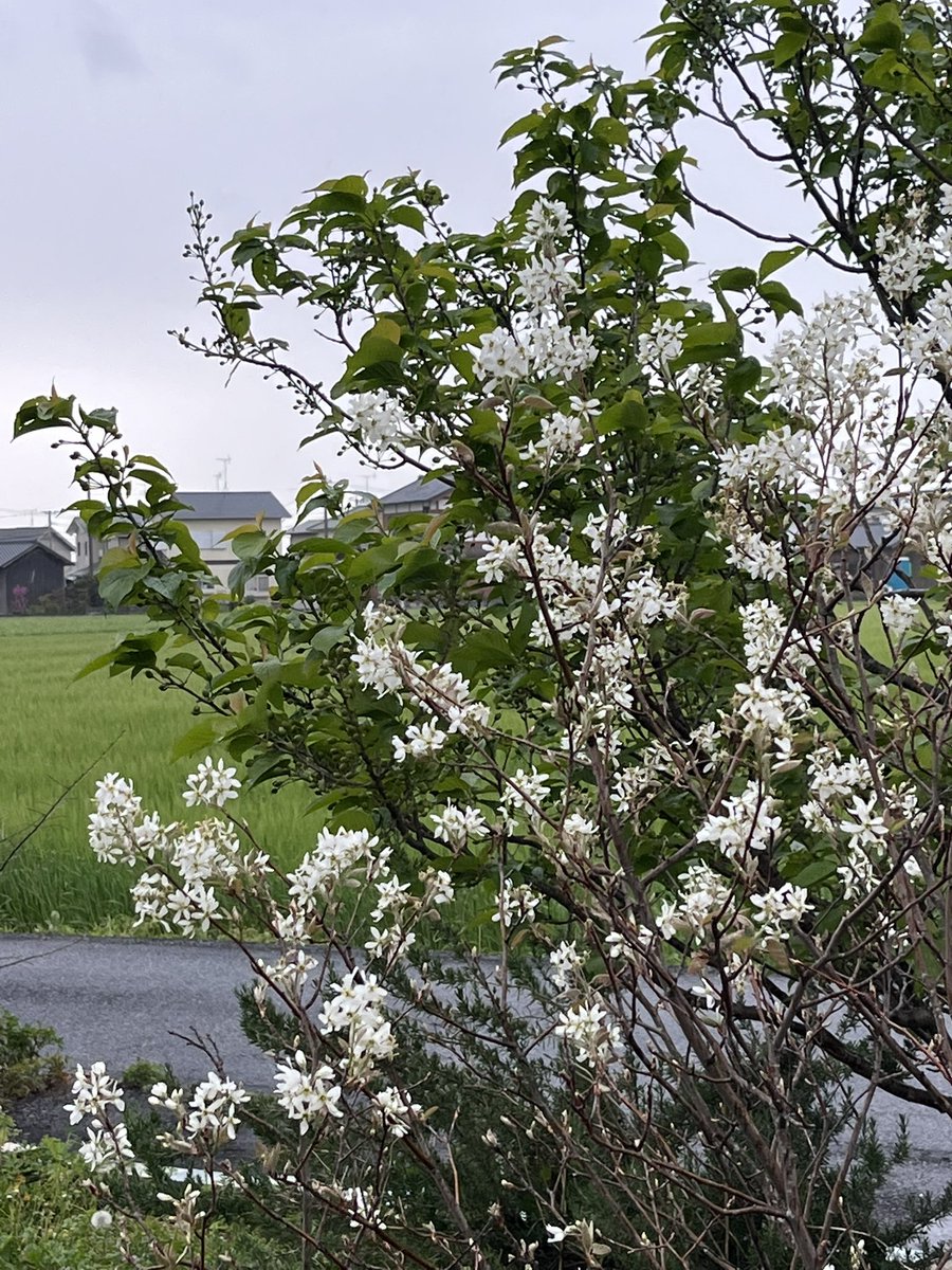 juneberry - Search / X juneberry - Search / X