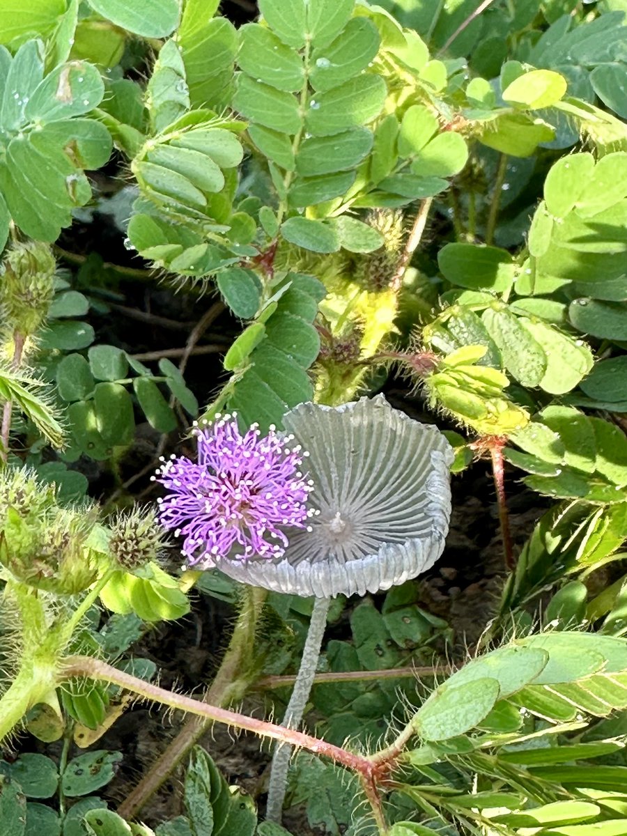 jaylenecook__'s tweet image. I typed “green” into my photo search bar and this is what came up 🌱

flashback to a hike I did somewhere in El Salvador ☺️🌼