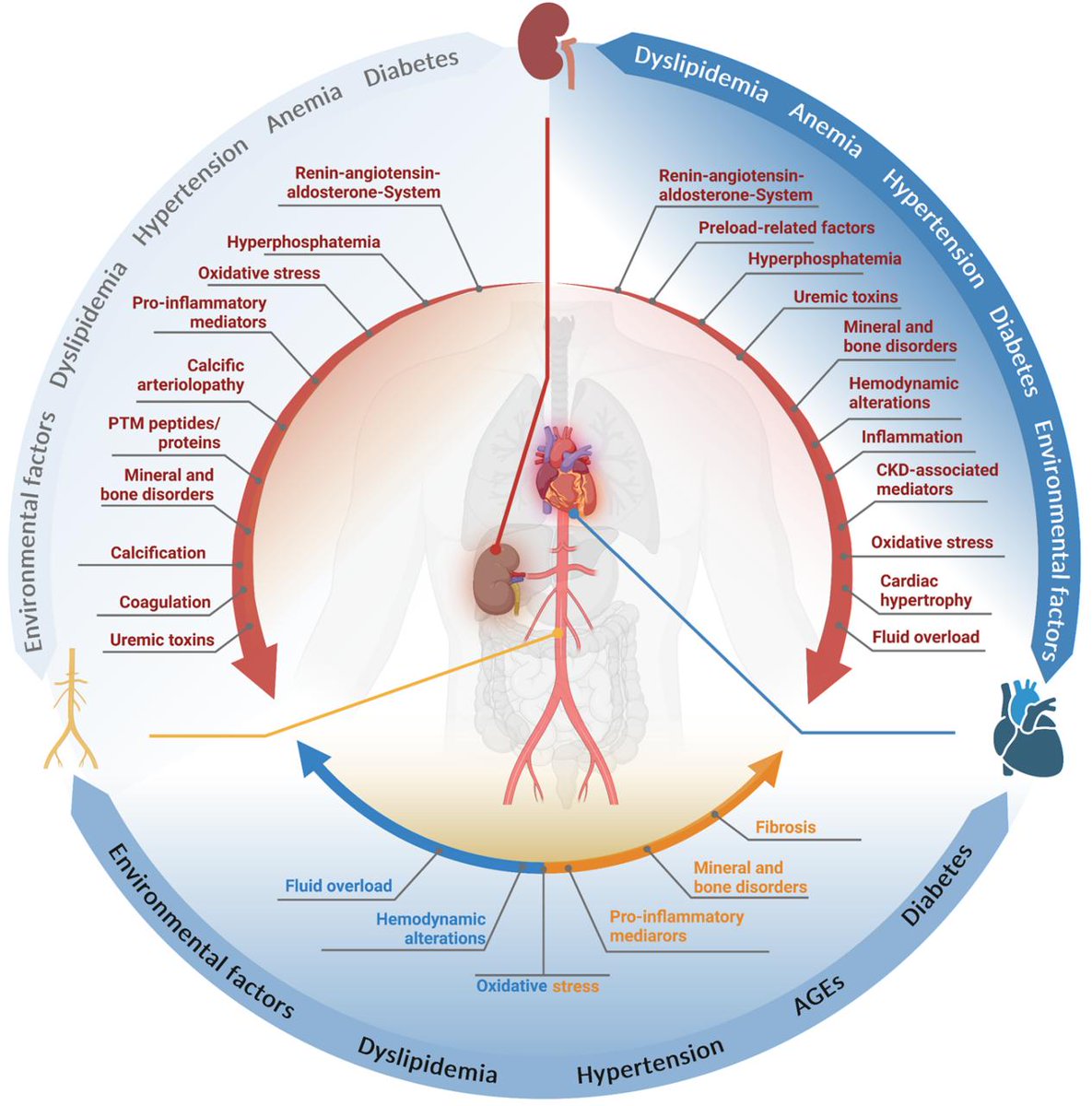 Kuni Matsushita (@kunimatsushita) on Twitter photo Honor to be a part of this new review, Cardiovascular disease #CVD in chronic kidney disease #CKD
👉diagnosis of CKD
👉CVD risk prediction in CKD
👉pathophysiology
👉 management of 🫀CVD in patients with CKD
<a href="/ESC_Journals/">European Society of Cardiology Journals</a> <a href="/ehj_ed/">EHJ Editor-in-Chief</a>
academic.oup.com/eurheartj/arti… Honor to be a part of this new review, Cardiovascular disease #CVD in chronic kidney disease #CKD
👉diagnosis of CKD
👉CVD risk prediction in CKD
👉pathophysiology
👉 management of 🫀CVD in patients with CKD
<a href="/ESC_Journals/">European Society of Cardiology Journals</a> <a href="/ehj_ed/">EHJ Editor-in-Chief</a>
academic.oup.com/eurheartj/arti…