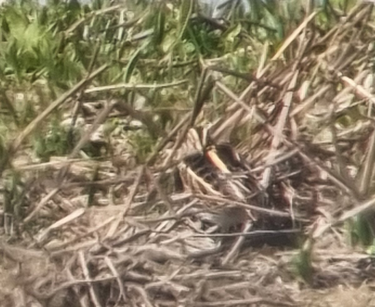 Ben Rumsby (@brnature1) on Twitter photo Big county birdwatch <a href="/EssexBirdNews/">EBwS Bird News</a> ended with a boom <a href="/RSPBRainham/">RSPB Rainham Marshes</a> ! Hoopoe obvious best bird but a nightingale doing snippets of song by Ken Barrett hide good second! Also, Jack snipe and garganey still with good numbers of common migrants in now. ebird.org/checklist/S225… Big county birdwatch <a href="/EssexBirdNews/">EBwS Bird News</a> ended with a boom <a href="/RSPBRainham/">RSPB Rainham Marshes</a> ! Hoopoe obvious best bird but a nightingale doing snippets of song by Ken Barrett hide good second! Also, Jack snipe and garganey still with good numbers of common migrants in now. ebird.org/checklist/S225…