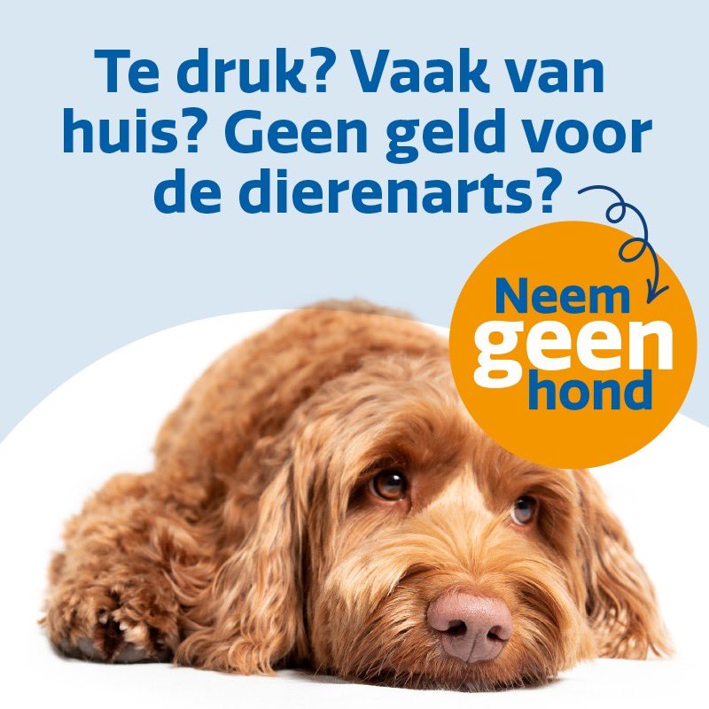 Sluit je aan bij onze bewustwordingscampagne! Sta op tegen dierenleed en spreek je uit voor verantwoord hondenbezit. 
Je ontvangt dan onze digitale campagneposters (pdf). 
Ga naar: 
steun.hondenbescherming.nl/neem-geen-hond