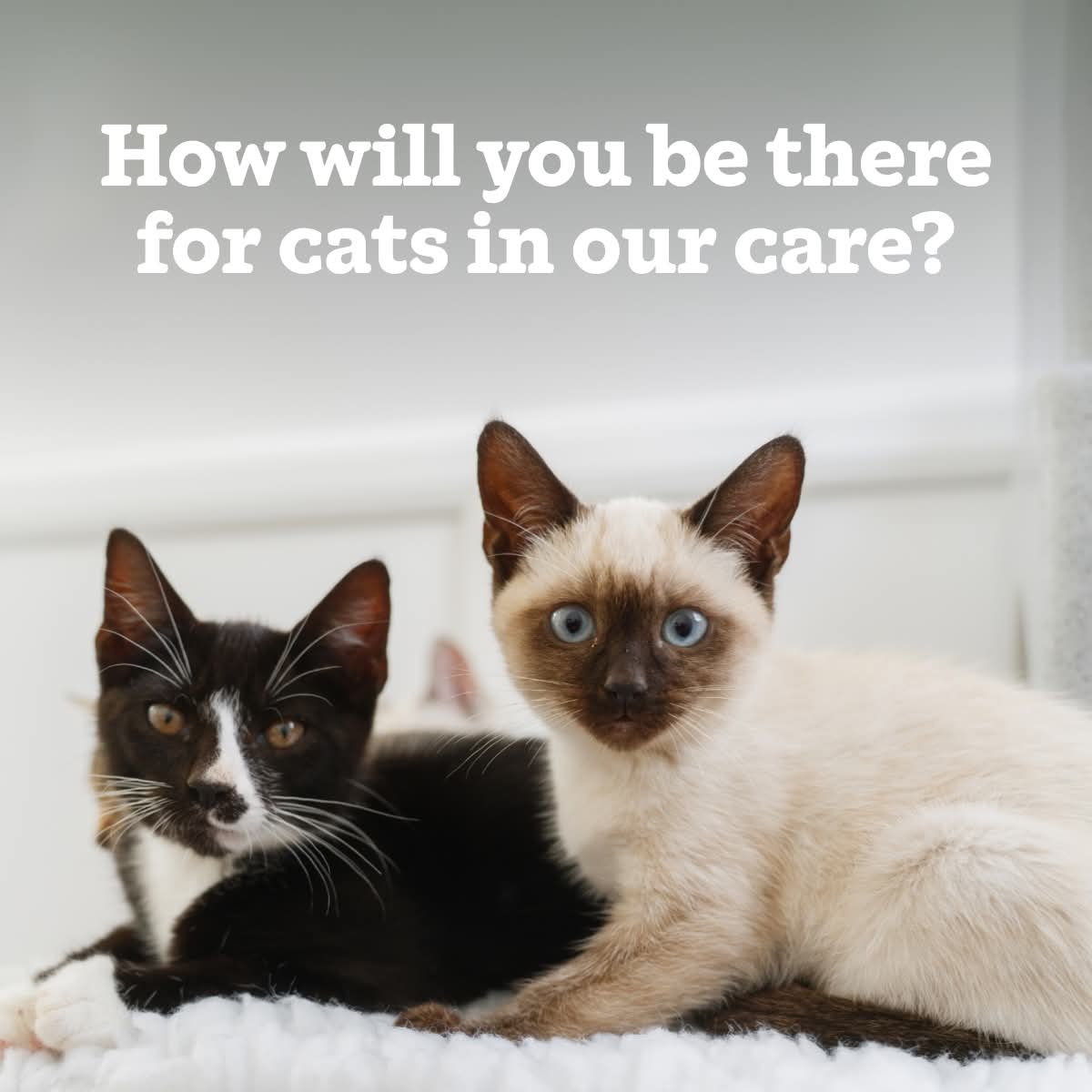 📅🐾 Make a Difference this National Pet Day! Celebrate by fundraising for cats in need. Every little helps to give them a better life!

Sign up here 👉 cats.org.uk/fundraiseforso…

#NationalPetDay #FundraisingFriday #HereForTheCats