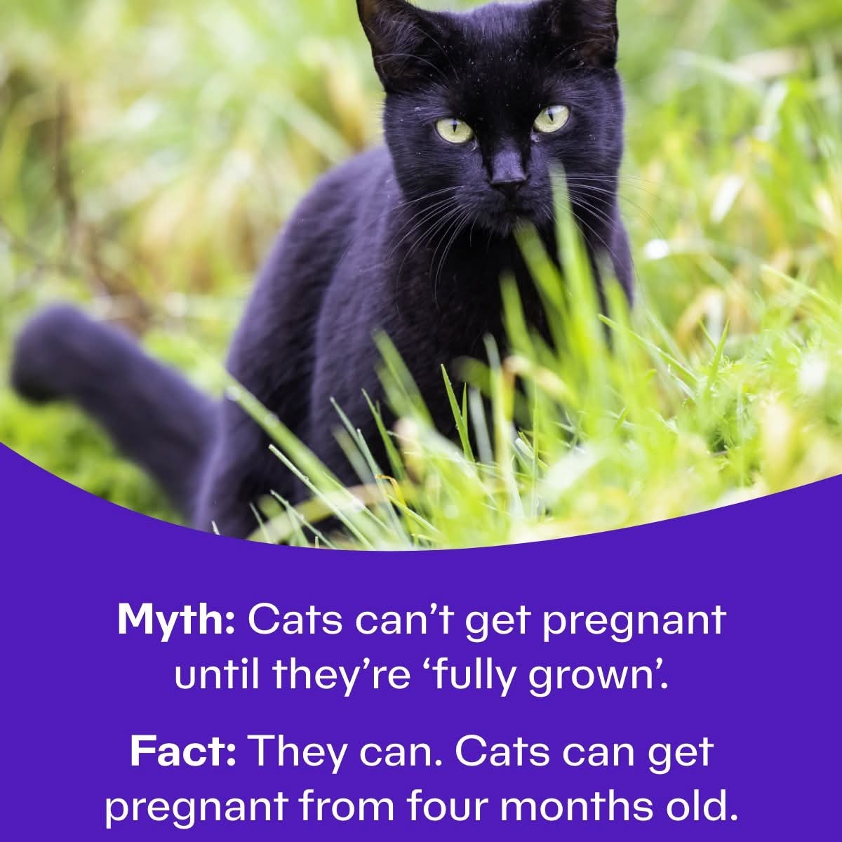 There are no health benefits for a cat in having even one litter of kittens. In fact, neutering early, from four months, is best for your cat's health and happiness. 
Learn more about neutering in our guide here
👇 
cats.org.uk/neutering