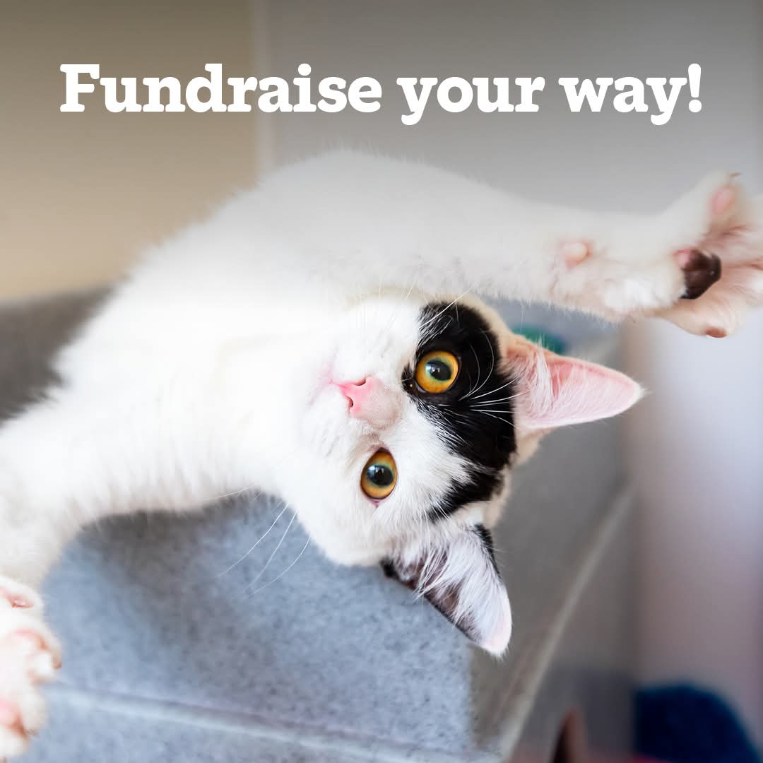 Decluttering for spring? Turn your unwanted items into a fresh start for cats in need! Sell your pre-loved goods and donate the proceeds to help give rescue cats a second chance.

Sell, donate, and make a difference today! 🌟
👇
cats.org.uk/fundraiseforso…