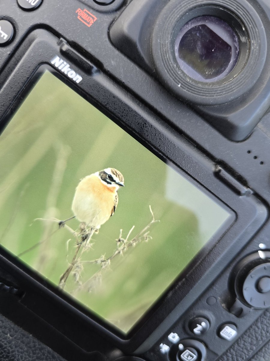 4 whinchat and a ring ouzel at Blakehill this evening. Lovely stuff. <a href="/CWPBirds/">CWP Birds</a>