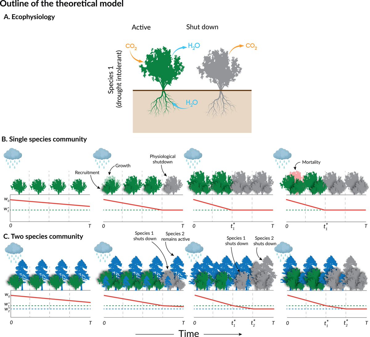 Excited to share a new paper out now in <a href="/ESAMonographs/">Ecological Monographs</a> <a href="/ESA_org/">Ecological Society</a>: "Trait diversity in plant communities maintained by competition for water and light" 

esajournals.onlinelibrary.wiley.com/doi/full/10.10…