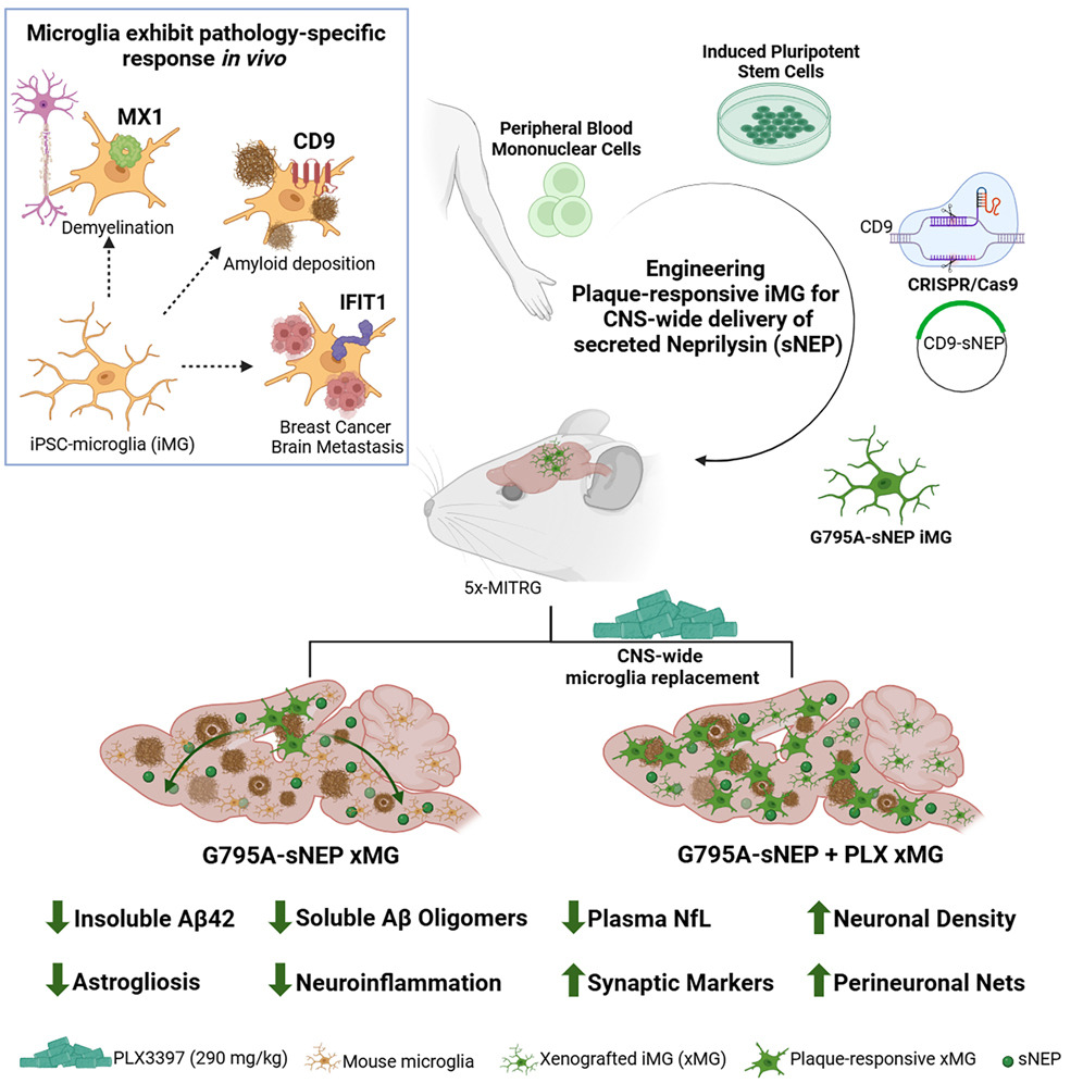 Jean Paul Chadarevian (@jpchadarevian) on Twitter photo We are excited to share our newest publication from the <a href="/BlurtonJonesLab/">Blurton-Jones Lab</a>, "Harnessing human iPSC-moceoglia for CNS-wide delivery of disease modifying proteins."
sciencedirect.com/science/articl… We are excited to share our newest publication from the <a href="/BlurtonJonesLab/">Blurton-Jones Lab</a>, "Harnessing human iPSC-moceoglia for CNS-wide delivery of disease modifying proteins."
sciencedirect.com/science/articl…