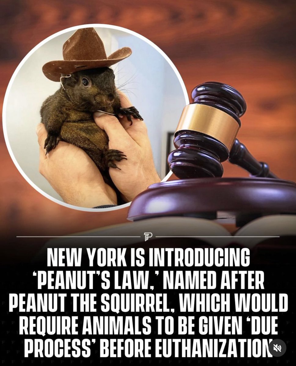 Squirrel_Dad (@squirrel_dad12) on Twitter photo JOIN me and <a href="/BlumencranzJake/">Assemblyman Jake Blumencranz</a> tomorrow at 1:30pm as we chat with the AMAZING <a href="/TomiLahren/">Tomi Lahren</a> !
Help us represent <a href="/P_Freedom_Farm/">Pnuts Freedom Farm Animal Sanctuary INC</a> and Peanut’s Law! JOIN me and <a href="/BlumencranzJake/">Assemblyman Jake Blumencranz</a> tomorrow at 1:30pm as we chat with the AMAZING <a href="/TomiLahren/">Tomi Lahren</a> !
Help us represent <a href="/P_Freedom_Farm/">Pnuts Freedom Farm Animal Sanctuary INC</a> and Peanut’s Law!