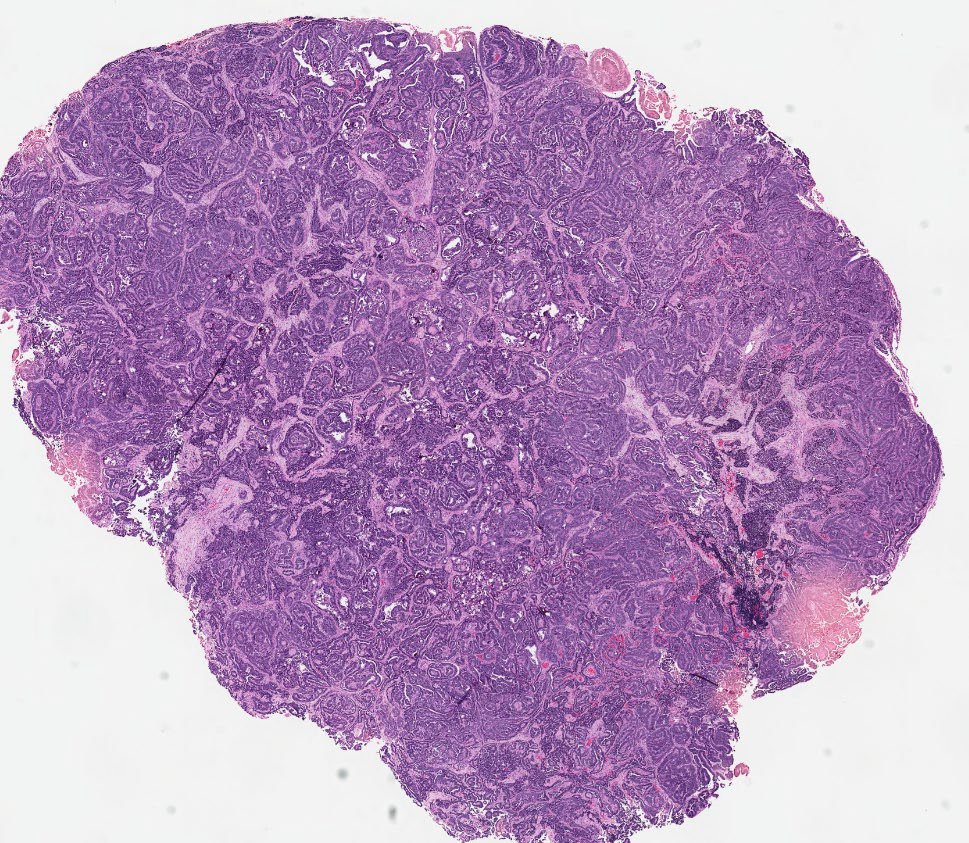 Jay "Thymocyte" Hwang tweet media