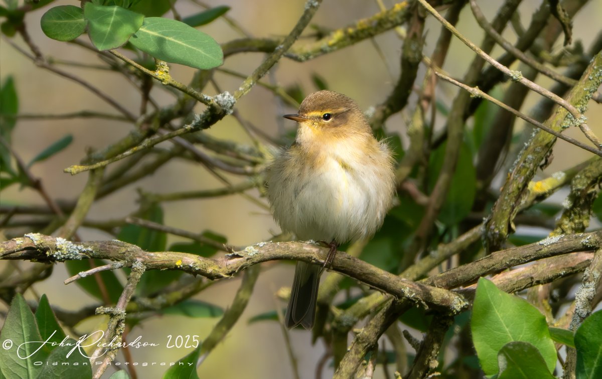 oldman65Suffolk's tweet image. My first Willow Warbler (all fluffed up) of 2025, today at Thorpeness
14/04/2025
@OlympusUK @OMSYSTEMcameras @BTO_Suffolk @SuffolkBirdGrp