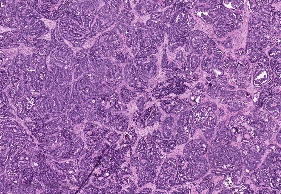 Jay "Thymocyte" Hwang tweet media