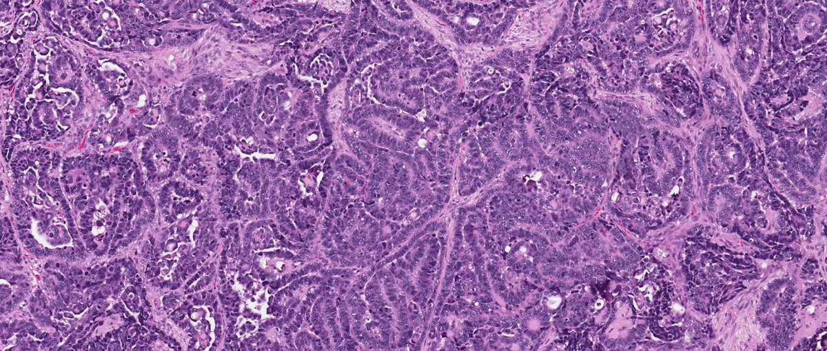 Jay "Thymocyte" Hwang tweet media