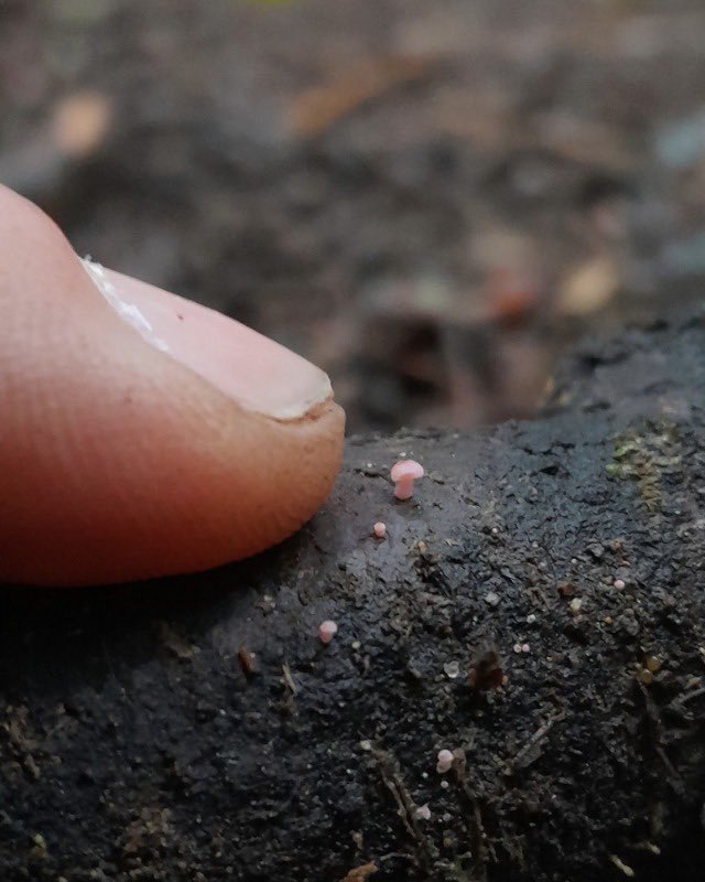 Iithosphere's tweet photo. Super tiny Mycena Roseoflava photographed by cyanesense https://t.co/zRAvOsWw1d