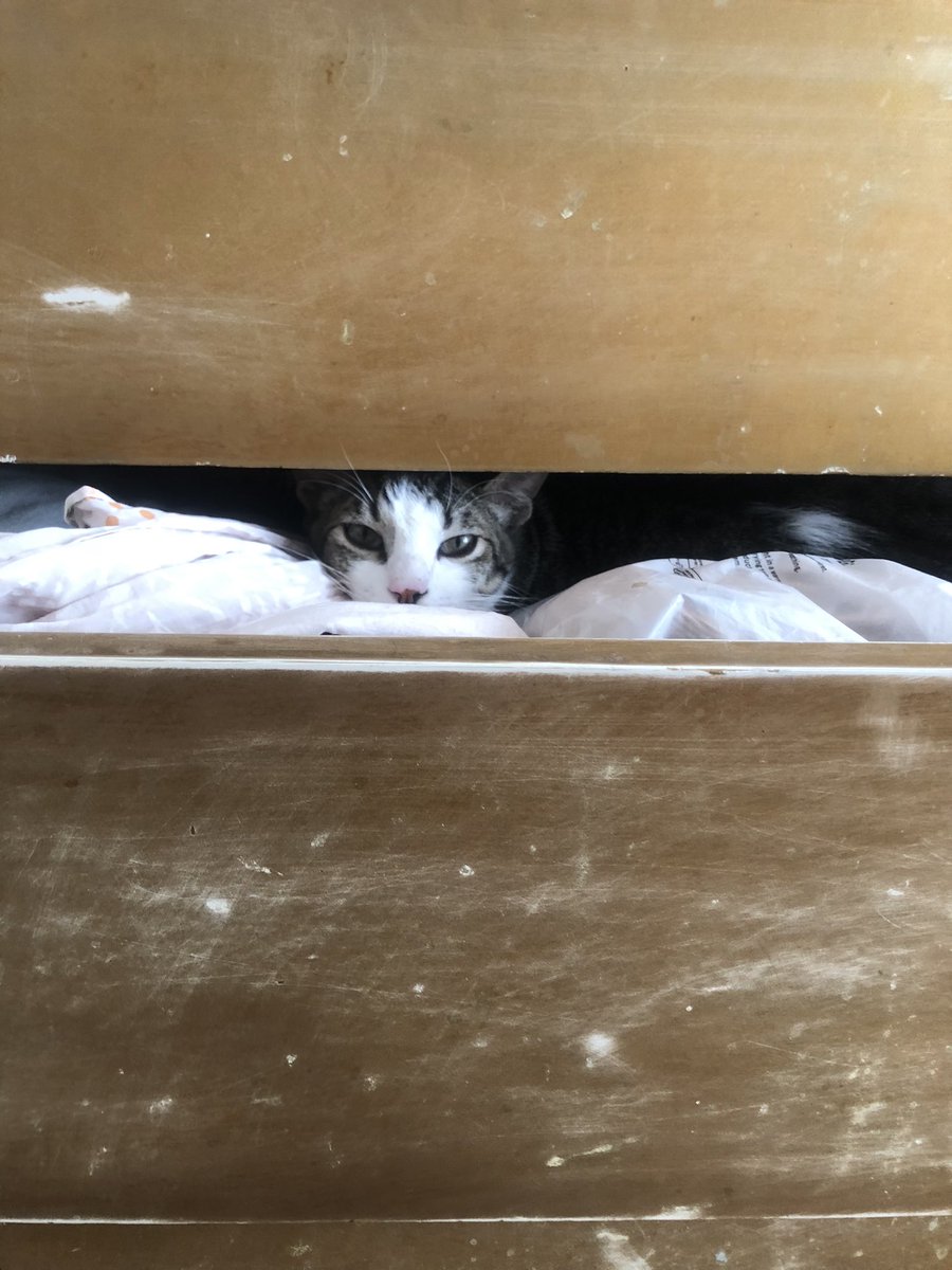 AndreaJArrati's tweet photo. Felipe es una hermosura de gato, muy cariñoso y placticador. Le gustan mucho los perros 🫶🏽

¿Un hogar para él en la Cdmx? https://t.co/EU94MTxNq8