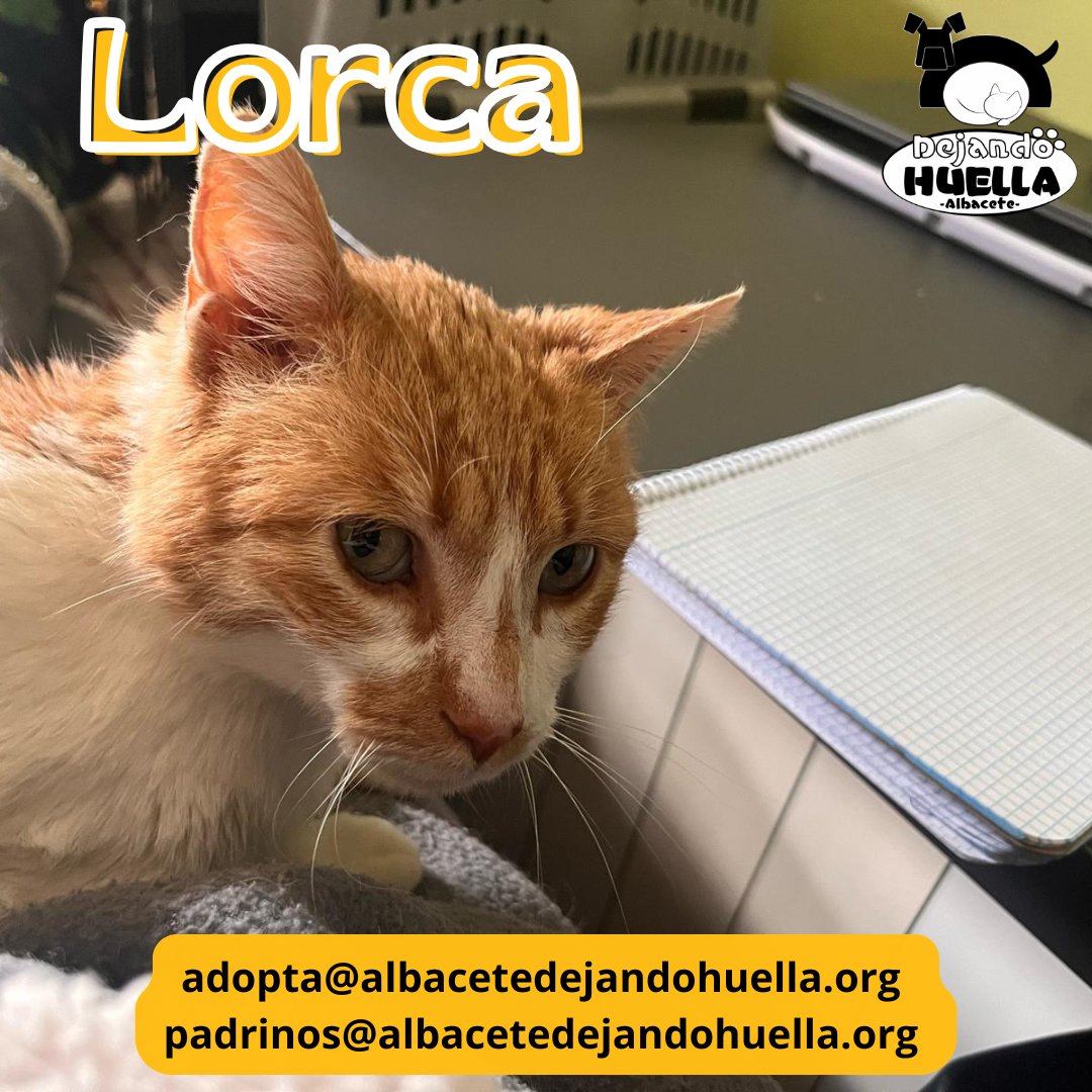 Lorca dice que no le mires así… ¡está escribiendo sus memorias! 📖😼 Este pequeño escritor con bigotes busca un hogar donde llenar páginas de amor y travesuras.

¿Le das inspiración para su próximo capítulo?
adopta@albacetedejandohuella.org
padrinos@albacetedejandohuella.org