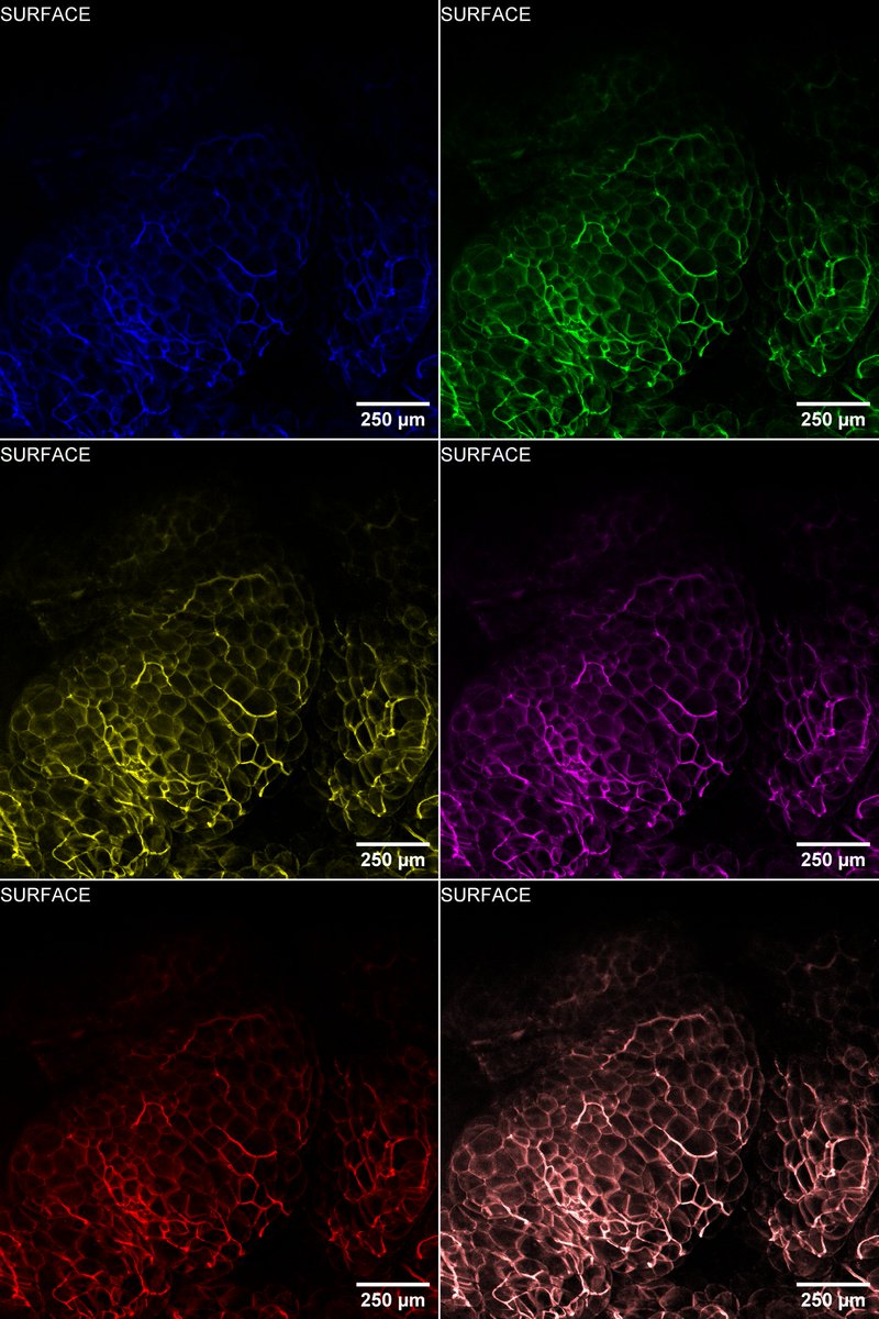 dominikprobak's tweet image. Bonus: ran a quick color variation test — because it's always worth playing with presentation.
Color isn’t just style — it shapes what you see.
#MicroscopyCommunity #ScientificVisualization  #Biophysics