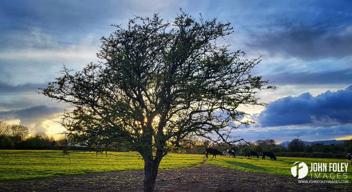Evening light on my favourite tree