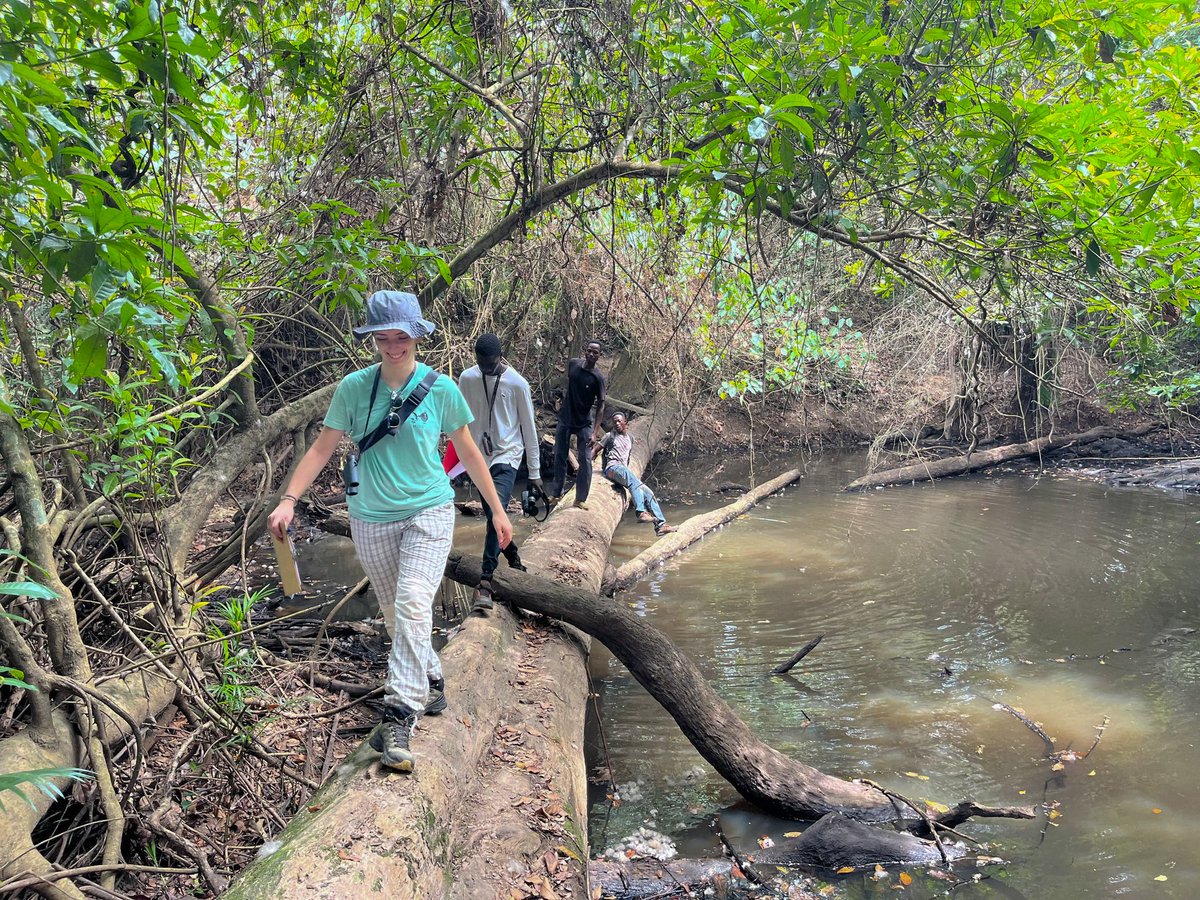 ghwildlifesoc's tweet photo. #FieldUpdates
Our team is in the Ashanti forests for a KBA assessment of key Picathartes sites.
Today’s highlight: Rare sighting of 3-week-old White-necked Picathartes chicks in their nest!
More species spotted. More reasons to protect.
@RSPB @BirdLife_News https://t.co/cN6JcZTNti
