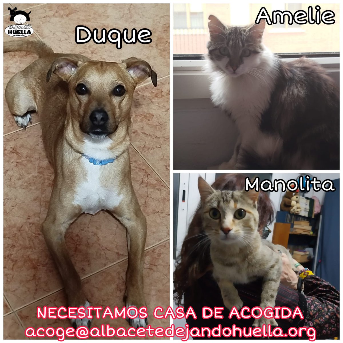 📣 Hacemos un llamamiento desesperado buscando familias de acogida 📣

En este caso son Duque, Amelie y Manolita los que necesitan un hogar.

Desgraciadamente tenemos muchos más casos a los que no podemos atender por no tener espacio así que tu ayuda es fundamental.

#Albacete