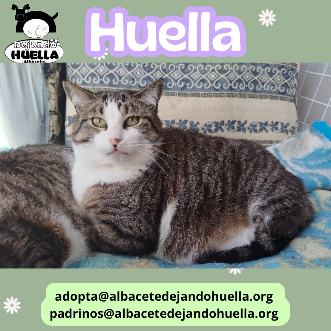 Huella es una peluchina preciosa, con ojazos verdes y un corazón enorme. 😻 Su cuerpito redondito solo la hace más achuchable… ¡y más adorable todavía!

¿Le haces un hueco en tu vida?
📧 adopta@albacetedejandohuella.org
📧 padrinos@albacetedejandohuella.org