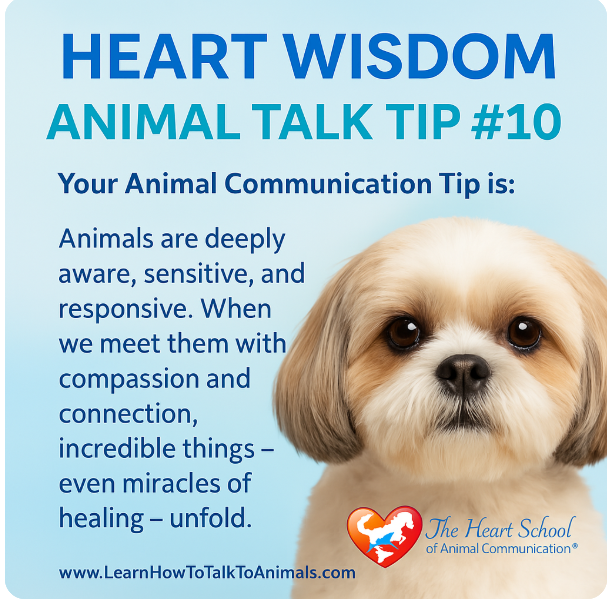 Val_Heart's tweet image. What's my most surprising animal case? 🐾
During a masterclass with Teddy, a dog with a chest tumor, our heart-to-heart connection helped the tumor soften and nearly vanish. True listening enables healing miracles.
go.learnhowtotalktoanimals.com/animal-talk-co…