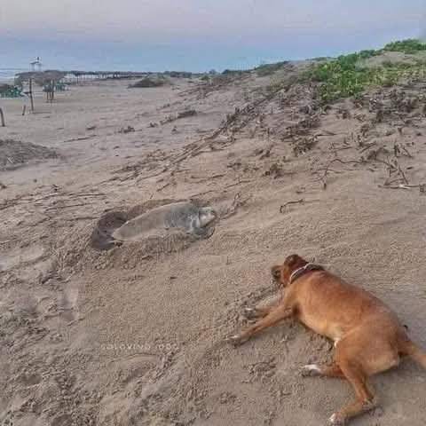 Este perrito fue abandonado a su suerte y en medio de sus propios problemas se dió a la tarea de ayudar a las tortugas a que lleguen al mar sanas y salvas. 

Si alguna de ellas cae o se voltea, él las levanta las empuja o las lleva entre su hocico al mar. 🐾❤️