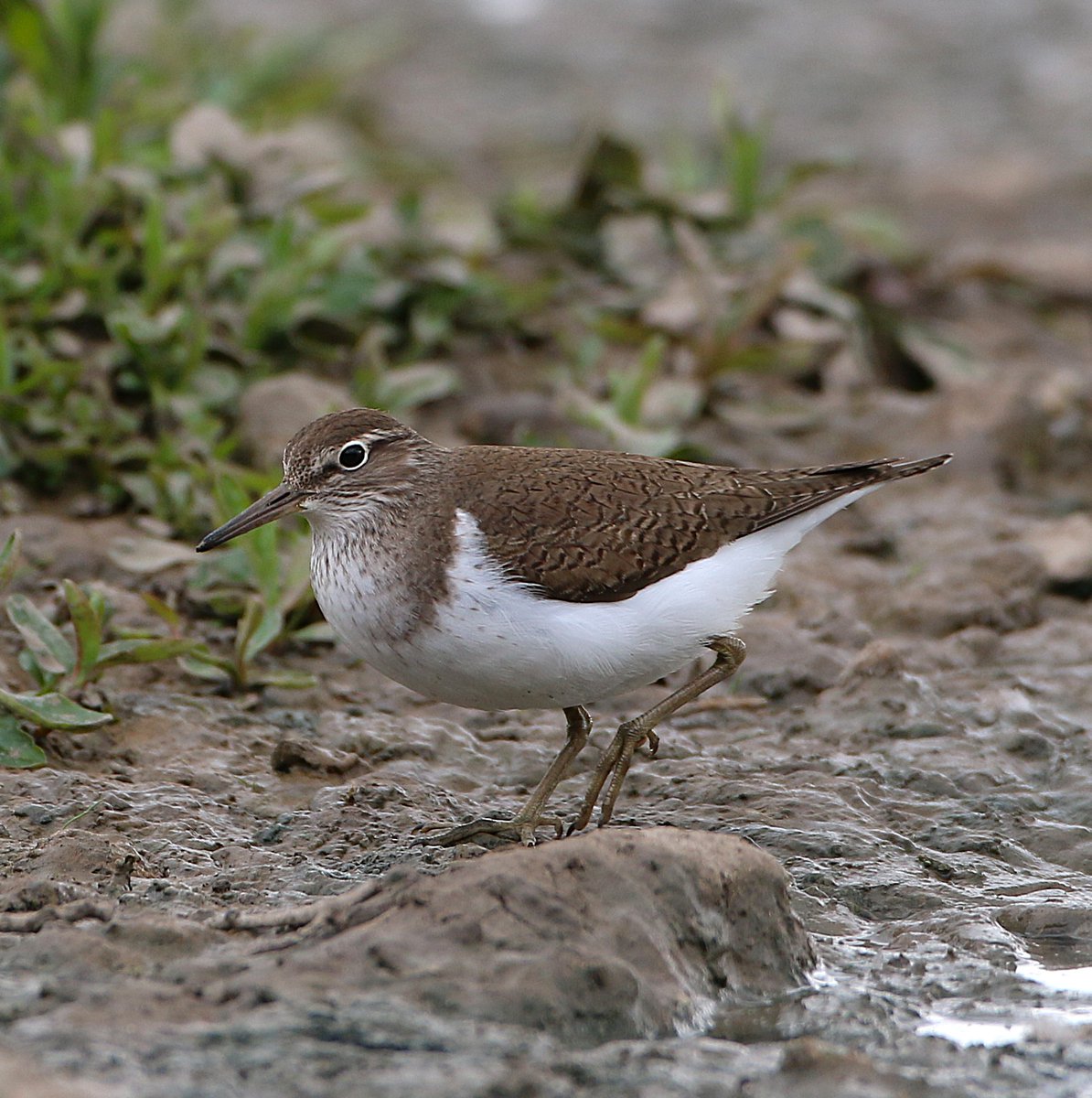 Phil Hadley (@philhadley7) on Twitter photo Spring wader passage in evidence at <a href="/WWTSlimbridge/">WWT Slimbridge</a> today
With Whimbrel, Green Sandpiper, Common Sandpiper and Greenshank present on the Reserve
<a href="/waderquest/">Wader Quest</a> Spring wader passage in evidence at <a href="/WWTSlimbridge/">WWT Slimbridge</a> today
With Whimbrel, Green Sandpiper, Common Sandpiper and Greenshank present on the Reserve
<a href="/waderquest/">Wader Quest</a>