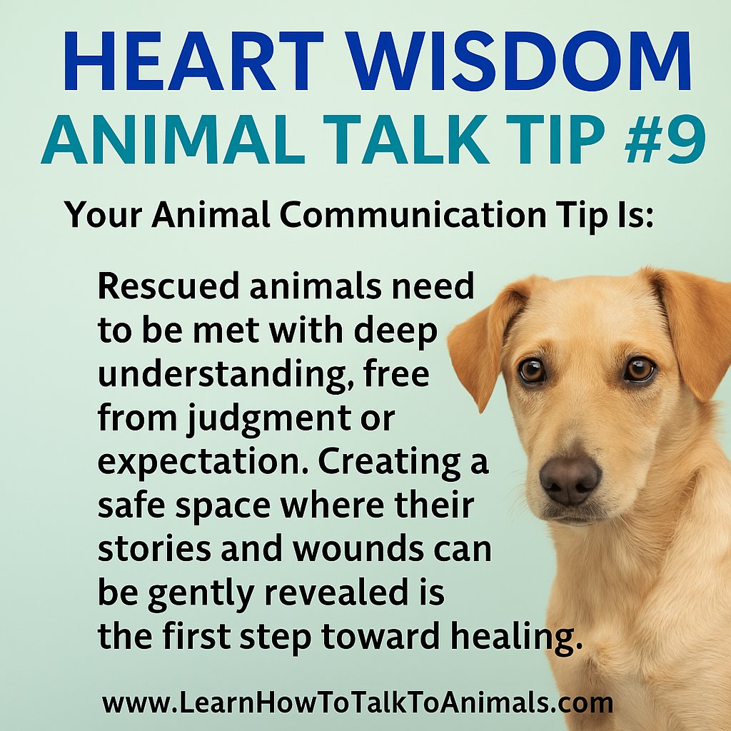Val_Heart's tweet image. How do you help traumatized rescue animals heal? 🐾
The key is listening without judgment, creating safe space for their stories. Meeting them where they are begins the healing process.
go.learnhowtotalktoanimals.com/animal-talk-co…