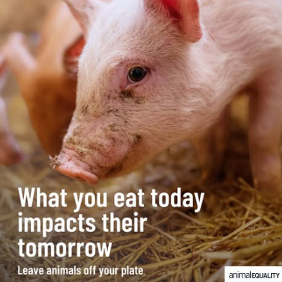 Meat-Free Plate tweet media