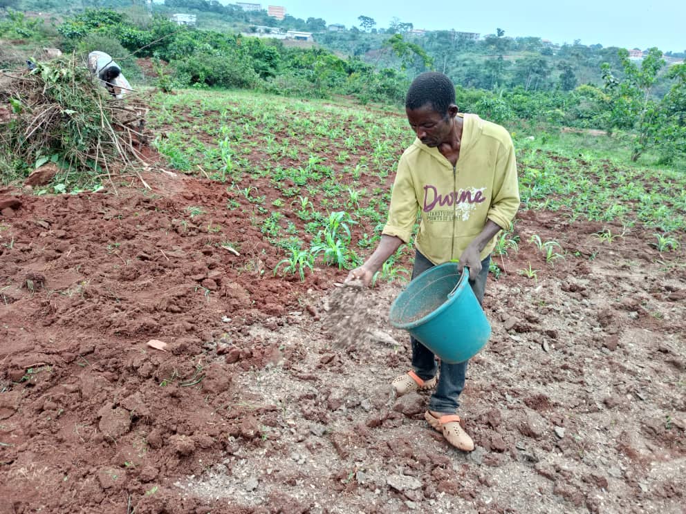BridgersNgo's tweet photo. It's Another Planting Season Again!
Nourishing degraded land with organic manure for agricultural purposes is one suitable and sustainable practice in the process of land restoration.
@BridgersNgo is on it again.
#sustainablefoodsystems
#sustainablefoodproduction
#organicfarming https://t.co/xIUb0cAyFZ