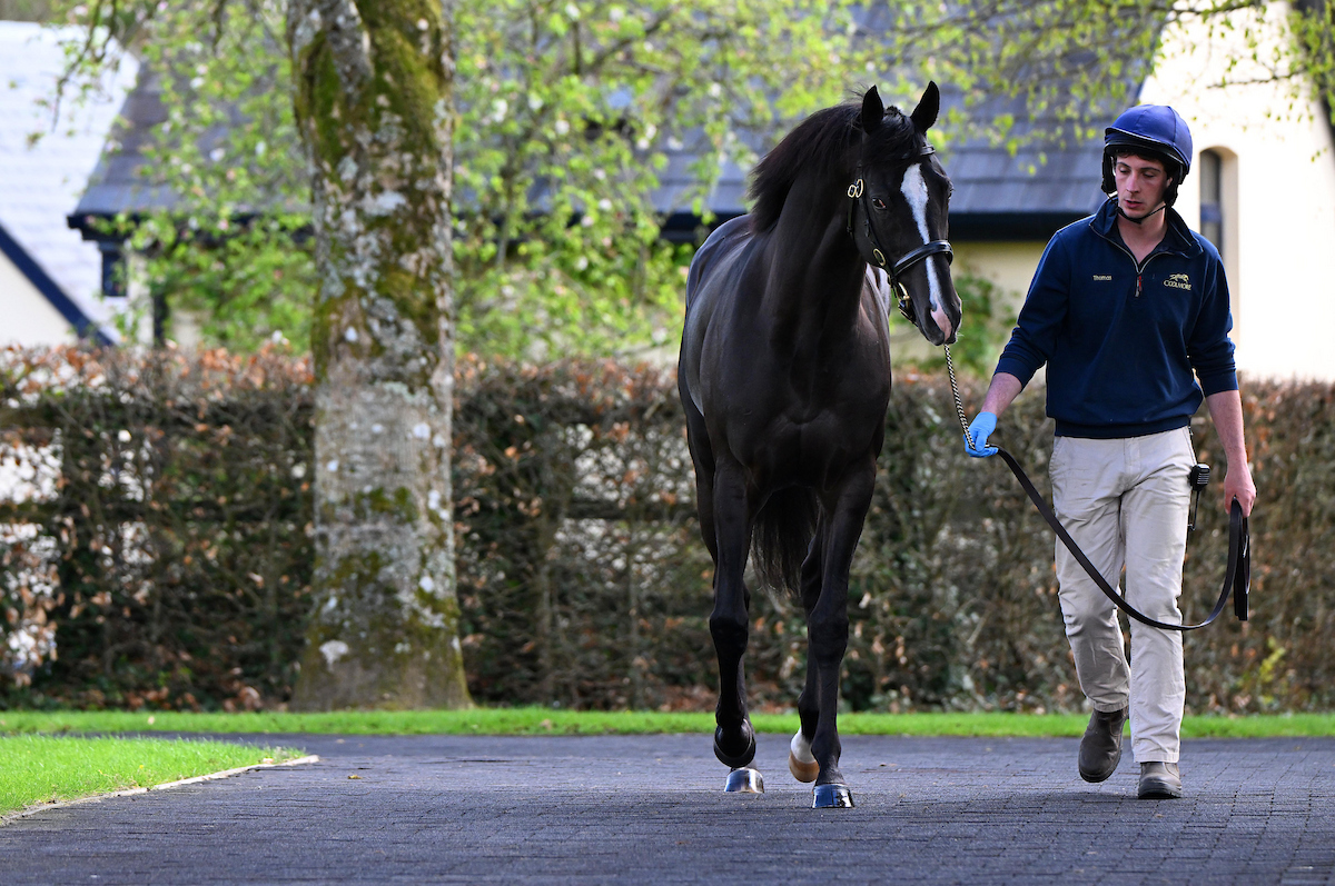RacingTV's tweet image. Auguste Rodin ❤️

📷 @patcashhealy #オーギュストロダン | #ディープインパクト | #競馬