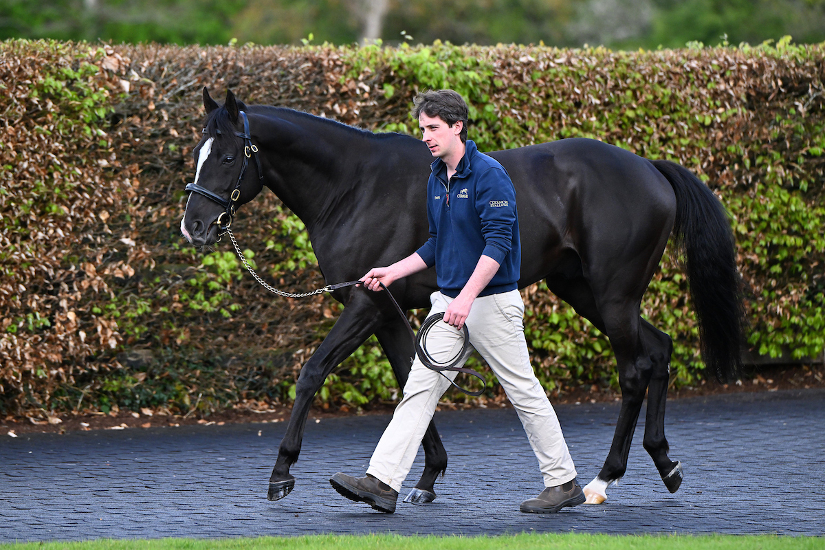 RacingTV's tweet image. Auguste Rodin ❤️

📷 @patcashhealy #オーギュストロダン | #ディープインパクト | #競馬