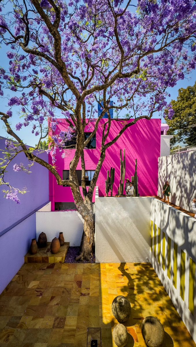 La jacaranda de Luis Barragán en casa Gildardi es impresionante ! #JacarandaAzteca