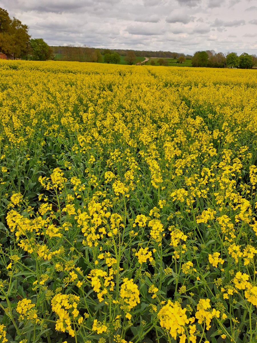 Megan Edmonds tweet media