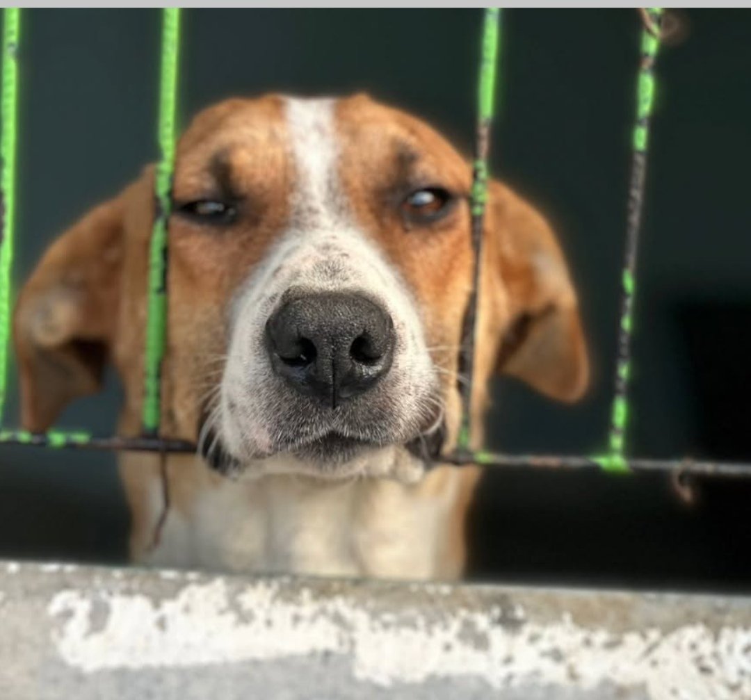 Kısacık ömürlerini cehenneme çevirdiniz  ,yetmedi suçlu gibi demir parmaklıklar ardına hapsettiniz kötüsün insanoğlu, vicdansızsın!! 
#KatliamYapanlaraOyYok 
#ErkenSeçim