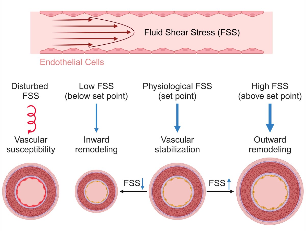 Understanding how fluid shear stress from blood flow guides vascular remodeling provides promising treatments for cardiovascular diseases <a href="/HanqiangD/">Hanqiang Deng, PhD</a> 
ahajrnls.org/4csmPWQ