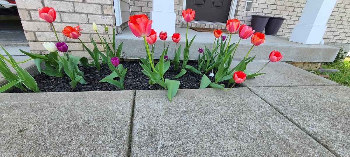 My tulips understood the assignment. I just love them. I'm in my happy place. 😊 🩷