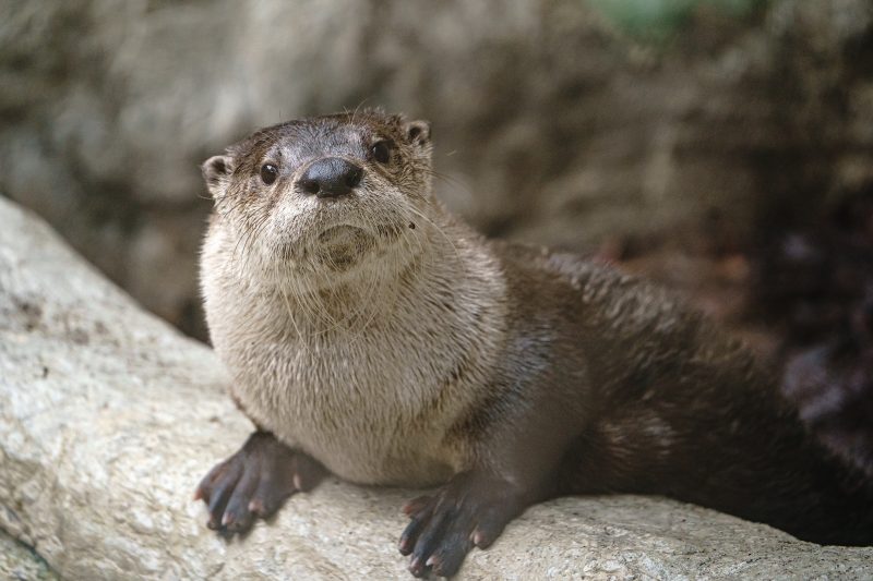 brayko1234's tweet photo. @Yessir51133080 @antondewor @TayBeyDefender Poor otter female is sad now because of you :(( https://t.co/SD1rIaMWUt