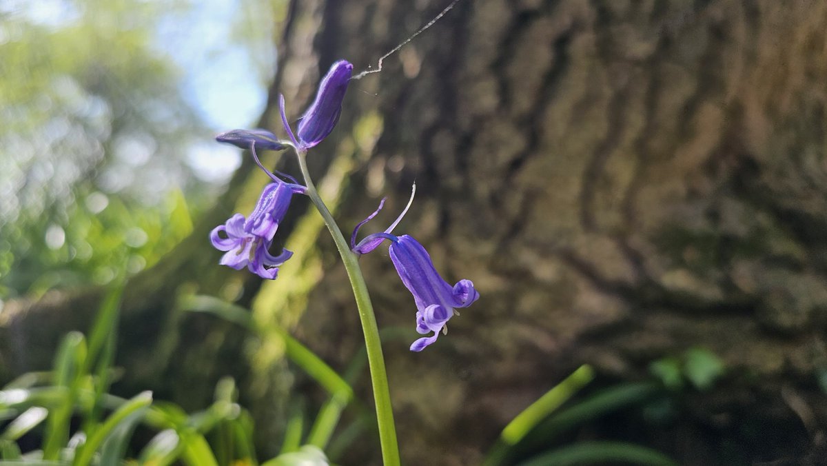 AP Capture with Freedom tweet media