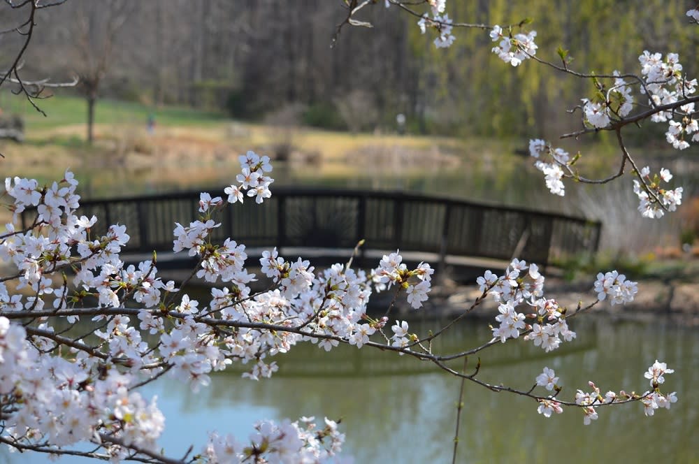 <a href="/VisitFairfax/">Visit Fairfax, Virginia</a> shares a rundown of some of the area's most incredible gardens 🌷

Plan a visit: bit.ly/42rwBTU