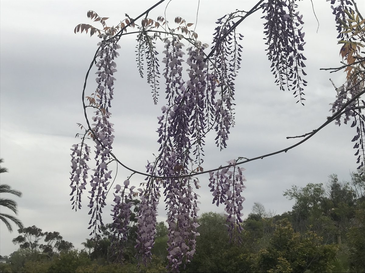 tewattsucsb's tweet photo. Spring has Sprung! My near-twenty-year-old wisteria plant, trimmed to stay in tree form, which has only in the last couple  of years begun to actually bloom! I relented a few years ago, now, and  got permission to have it planted in the ground, here in the complex. https://t.co/i7eVa1h4eV