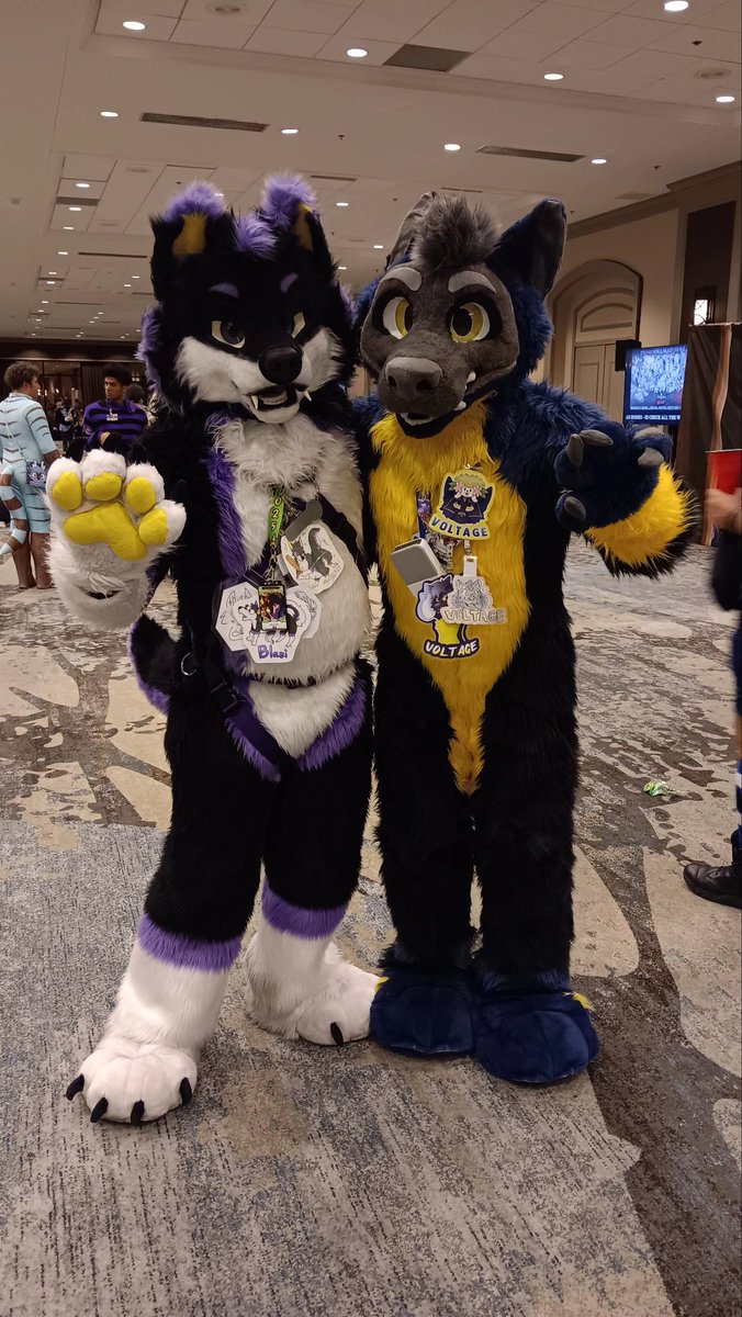 goofball puppy voltage tweet media