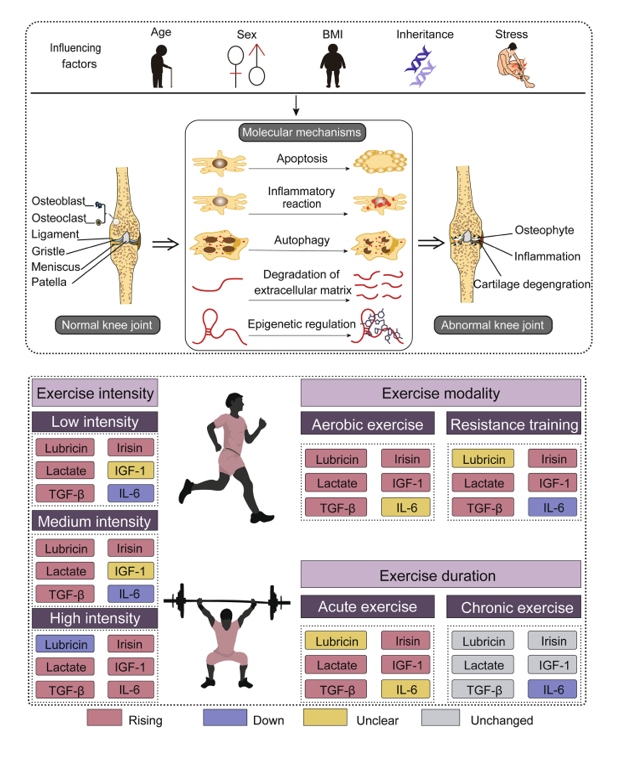 Whoever knew that exerkines can help individuals with knee osteoarthritis.  Well this paper goes in great detail how exerkines and the role of exercise can potentially provide great promise. Movement is really true medicine for us all.

The top figure provides the influencing