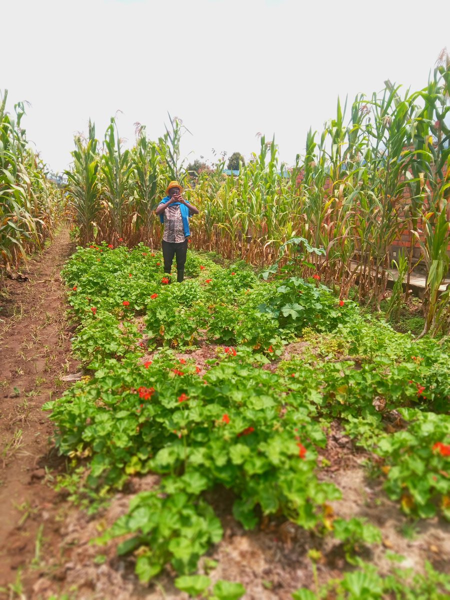 Jo_nzayisenga's tweet photo. Flowers attract bees and bees pollinate crops🥰

How do you call this practice??

#BeyondTheFarm https://t.co/NFUrnGovfY