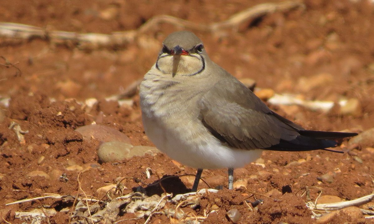 Collared Pratincole, Mandria,  Cyprus this afternoon.