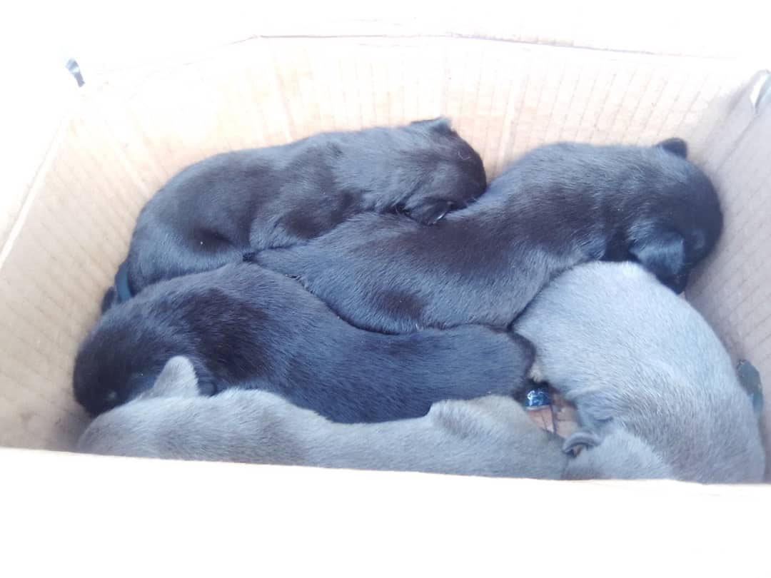 Maryy :): (@maryymaryyrm) on Twitter photo <a href="/divanparaperros/">Un Divan Para Perros y Gatos</a>
PERRITOS CACHORROS ABANDONADOS EN LOS BOMBEROS DE LA URBINA
Esta mañana abandonaron a estos perritos en una caja en los bomberos de la Urbina, no han comido en todo el día. Se necesita Mamá nodriza o un hogar temporal con urgencia!
Contacto: +58 412-2021850 <a href="/divanparaperros/">Un Divan Para Perros y Gatos</a>
PERRITOS CACHORROS ABANDONADOS EN LOS BOMBEROS DE LA URBINA
Esta mañana abandonaron a estos perritos en una caja en los bomberos de la Urbina, no han comido en todo el día. Se necesita Mamá nodriza o un hogar temporal con urgencia!
Contacto: +58 412-2021850