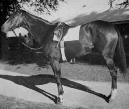HORSERACING1002's tweet photo. FIRM POLICY🇺🇸1959
(PRINCEQUILLO - WHITE CROSS BY REVOKED)
#FirmPolicy
B/ E. Barry Ryan (Ky) April 2, 1959
21-12-3-4---$235,525
Alabama S, Monmouth Oaks, Test S, Top Flight H
2nd Astarita S, Frizette S, Mother Goose S,
3rd Beldame S, Coaching Club American Oaks, Spinster S
ETR Aqueduct 1m 1,33,60
Dam 9 foals 2 winners, Benbecula (Hatchet Man), Blue Law (Tom Rolfe), Dowager Queen (Bold Ruler), Firm Defense (Bold Ruler), Maidsmorton (Bold Ruler), Miss Cecin Levin (Drone), Phantom Cottage (Darby Creek Road), Sarinda (Stop The Music), Senate Whip (Bold Ruler).