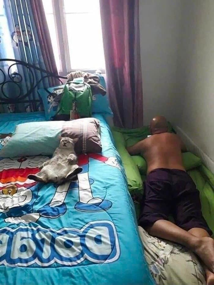 Posts Of Cats (@postsofcats) on Twitter photo 