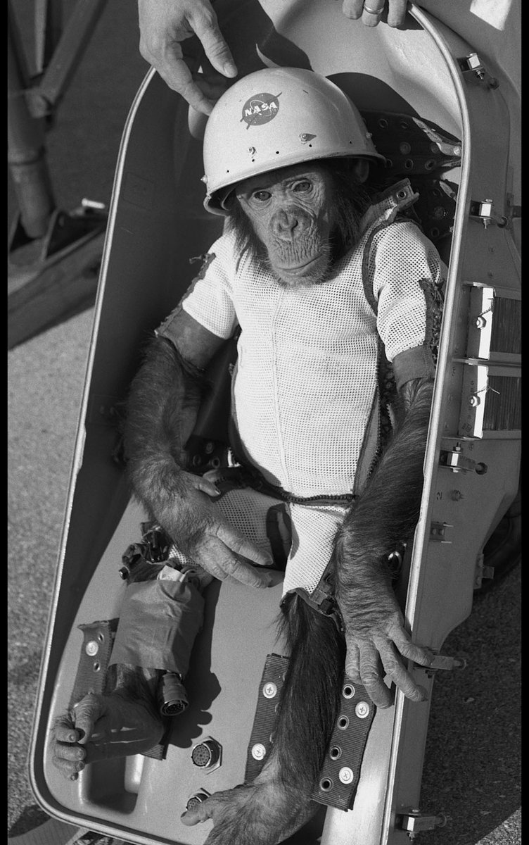 TimRunsHisMouth's tweet image. This chimpanzee is more of a legitimate astronaut than any of the rich women on blue origin today.