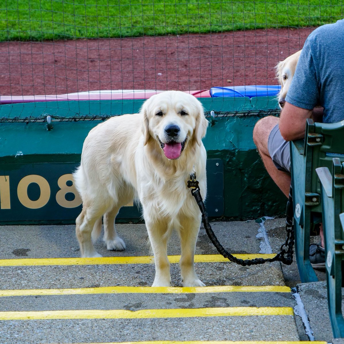 SBCubs's tweet photo. Tail Wagging Tuesday is back β‘οΈ Next week! π πΆ
Beginning April 22nd, every Tuesday bring your dog to the ballpark to enjoy the game and White Claws are just $4. Dog owners must fill out a waiver prior to entry. QR codes are available at the gates.
#SBCubs #TailWaggingTuesday https://t.co/NhEVX0Bl29